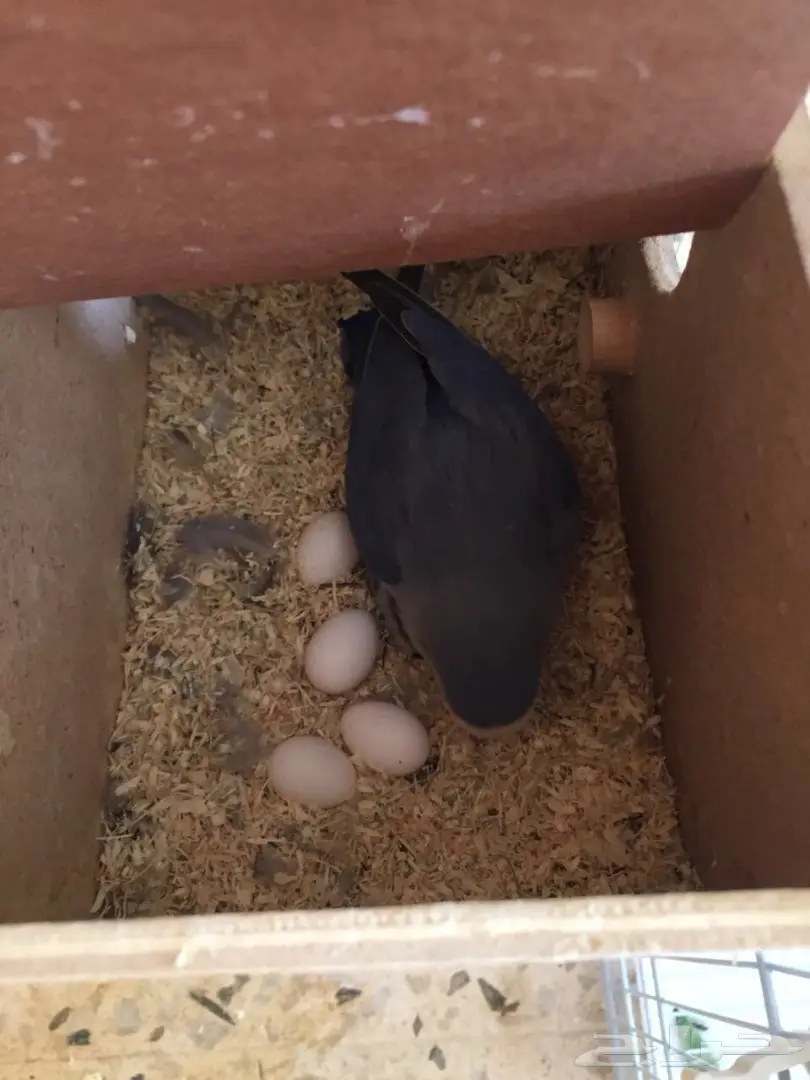جوزر روز منتج بفرخه ومعه بيض مخصب 