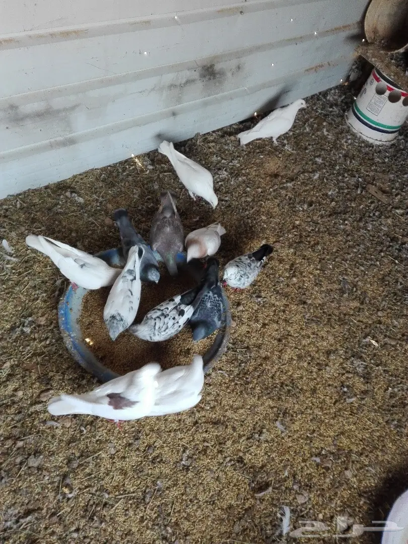 للبيع حمام مشكل منتج