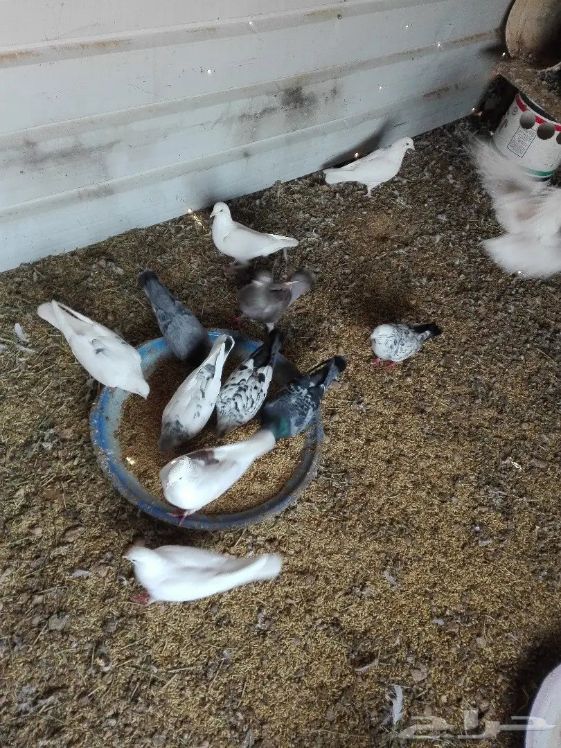 للبيع حمام مشكل منتج (image 1)