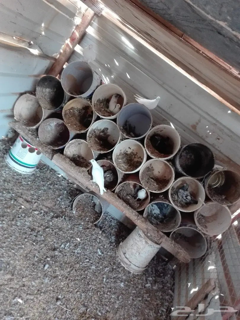 للبيع حمام مشكل منتج (image 2)