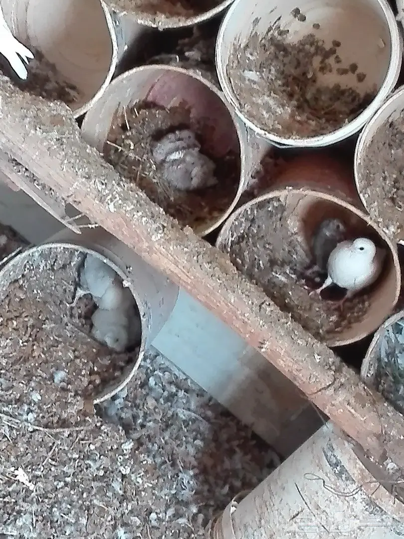 للبيع حمام مشكل منتج (image 5)