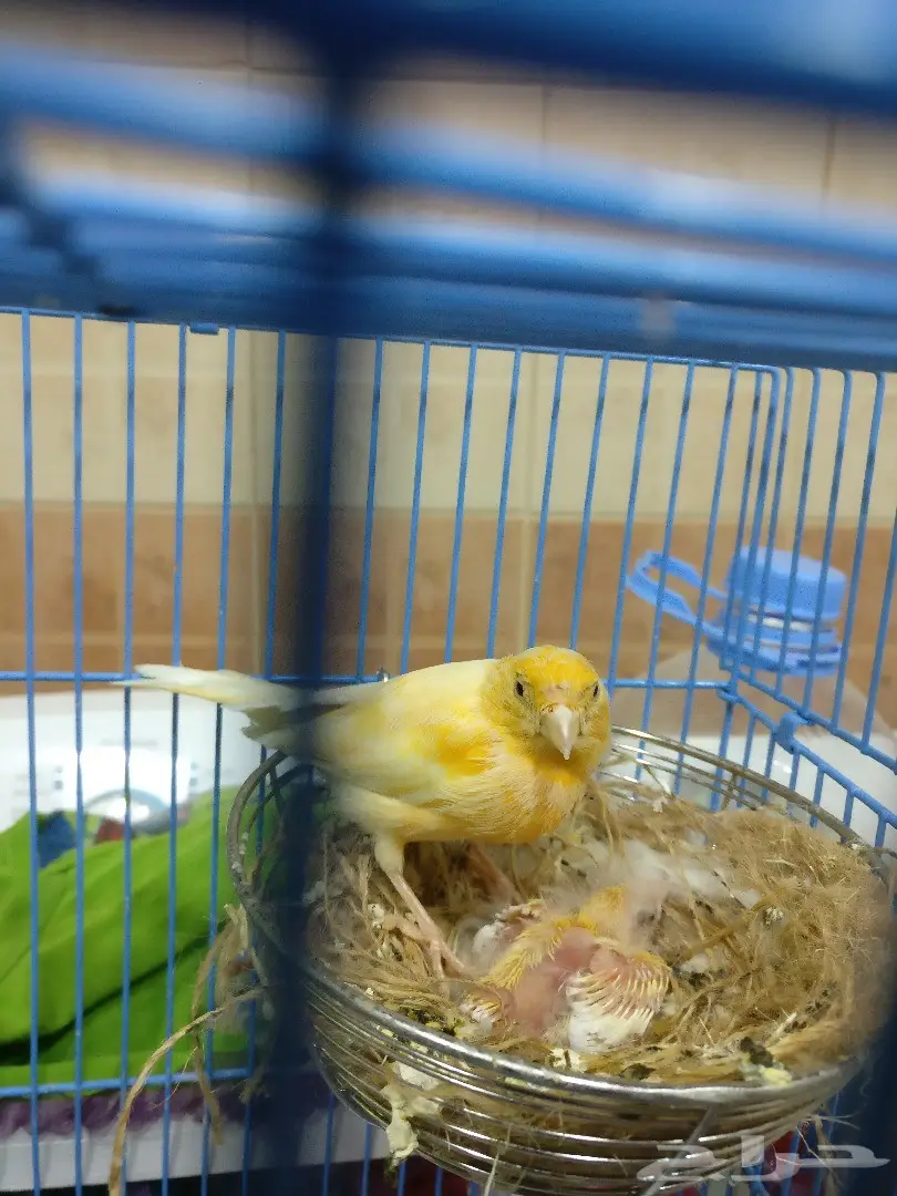 للبيع نفية كناري مع الفرخ