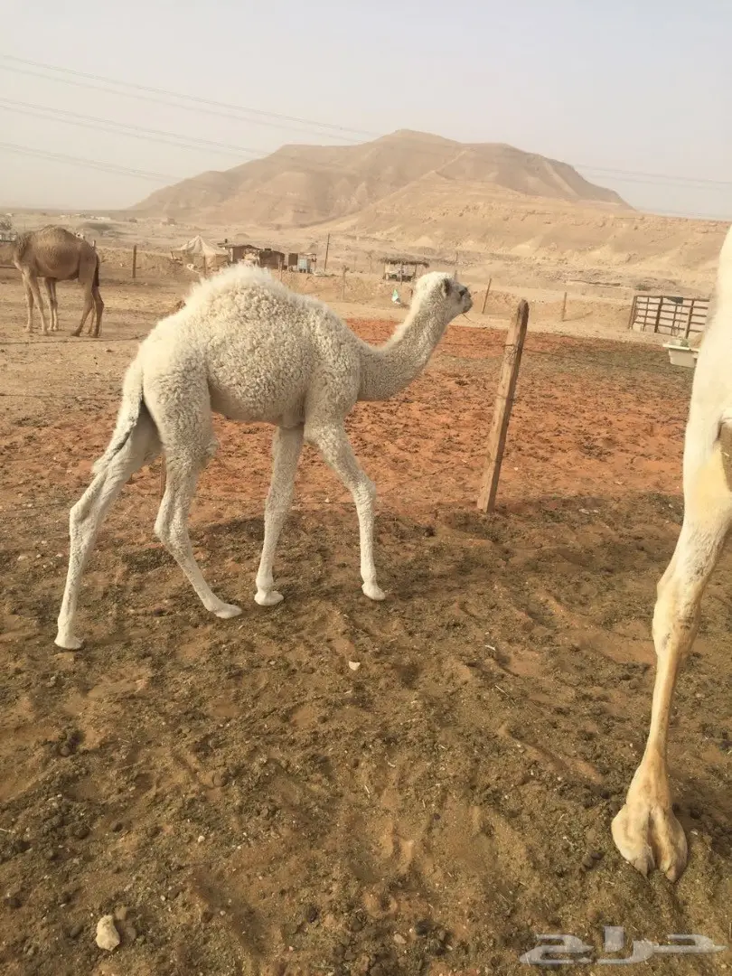 حوار للبيع (image 1)