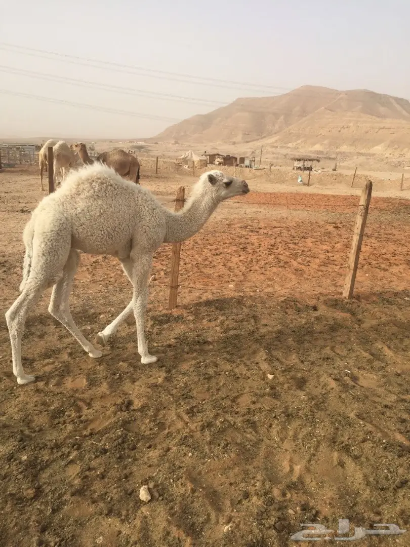 حوار للبيع (image 2)