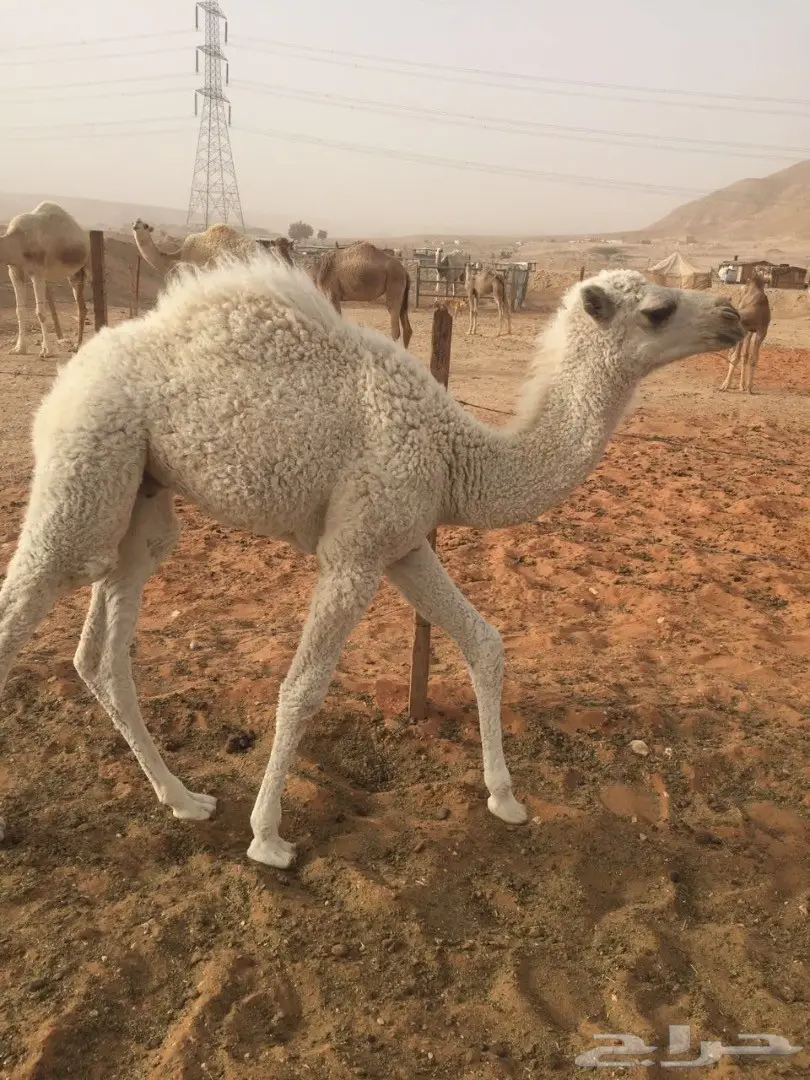 حوار للبيع (image 3)