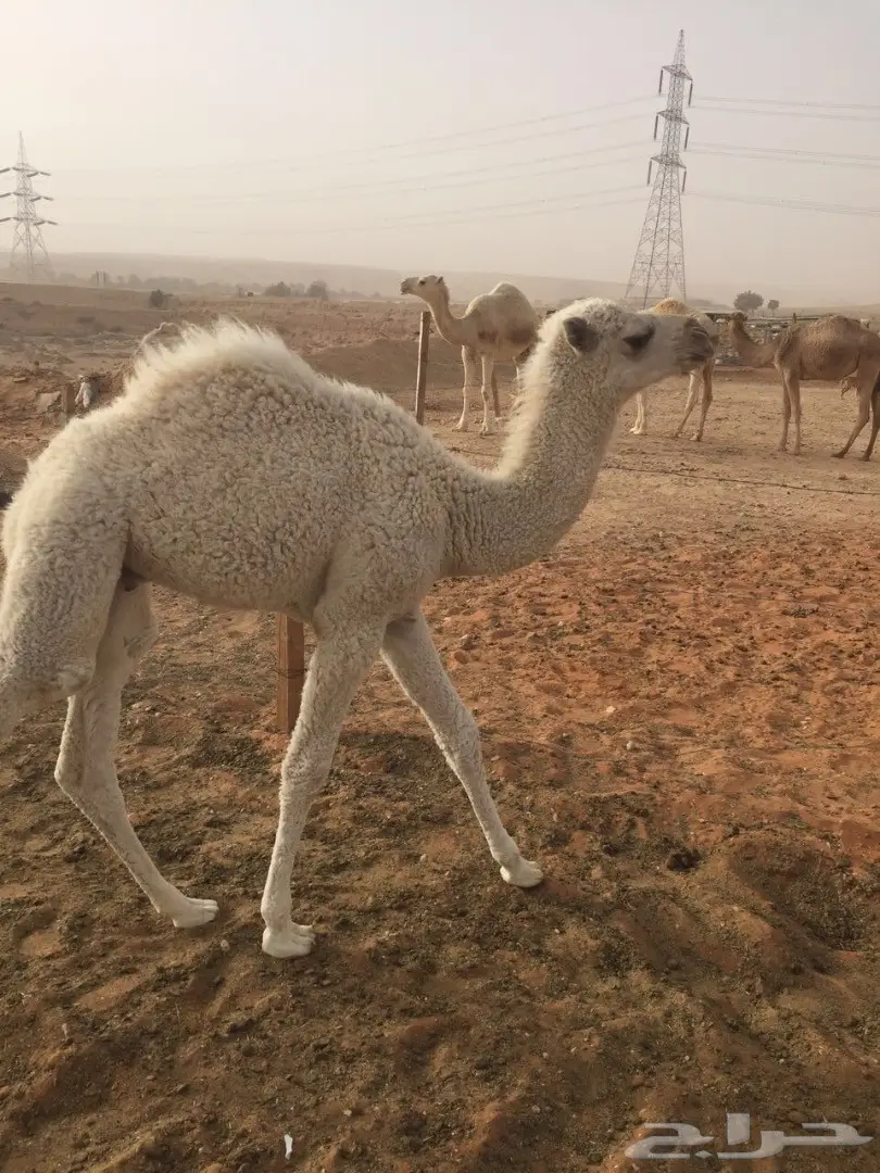 حوار للبيع (image 4)