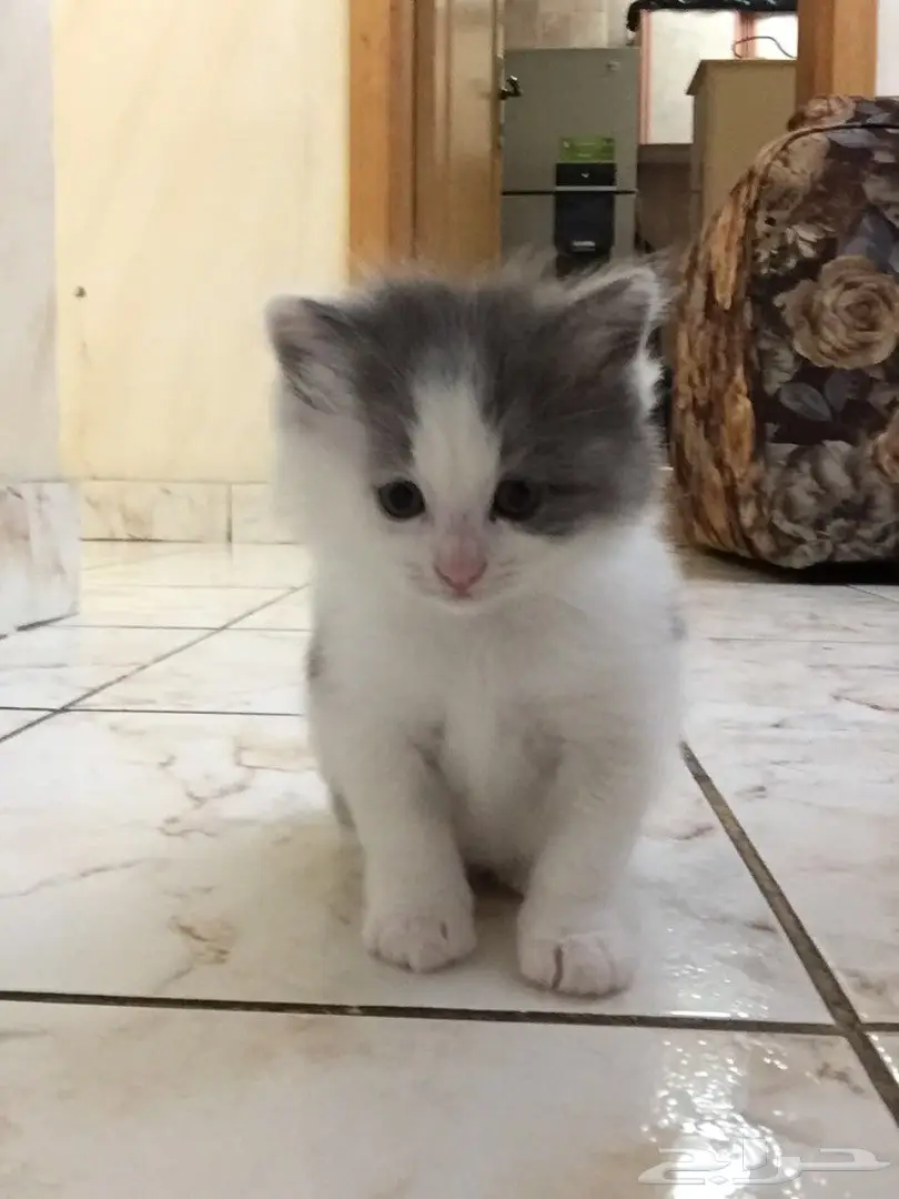 قطط للبيع (image 1)