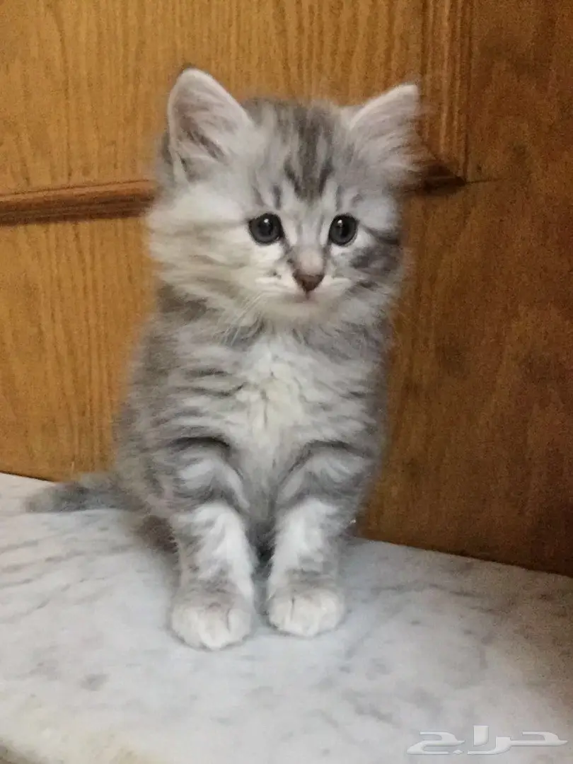 قطط للبيع (image 2)