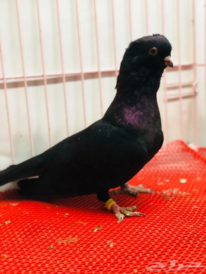 جوز معااابيد نوادر للبيع 