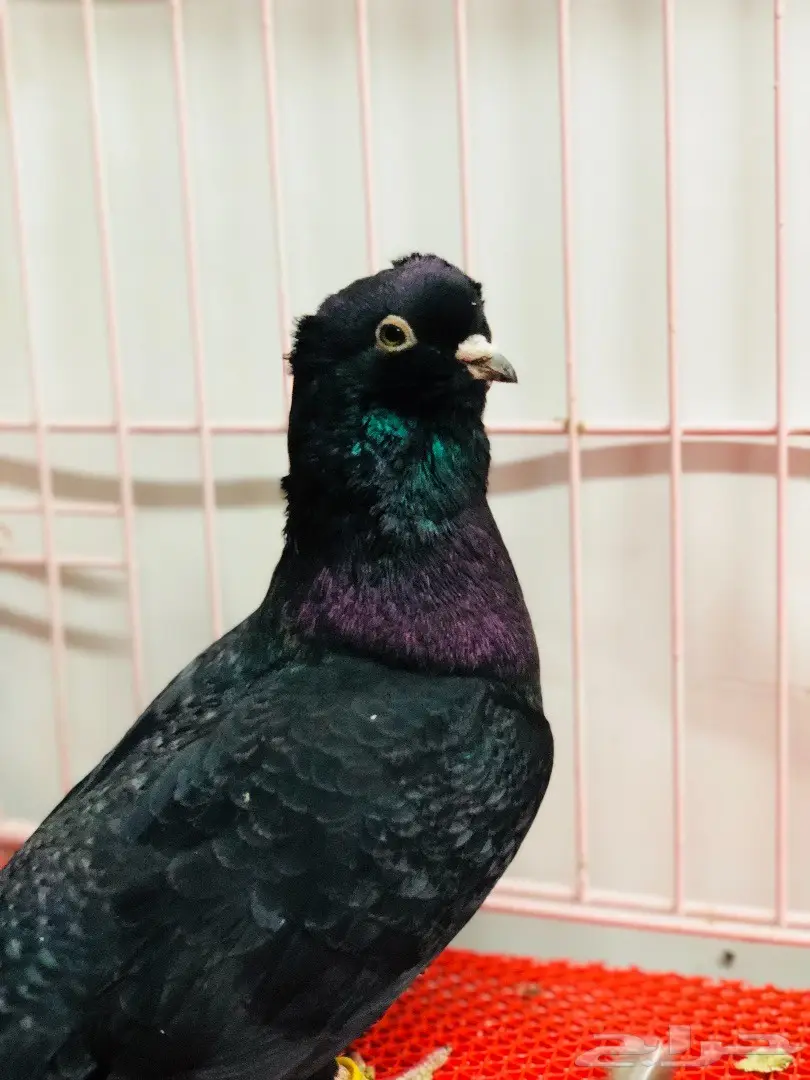 جوز معااابيد نوادر للبيع  (image 2)