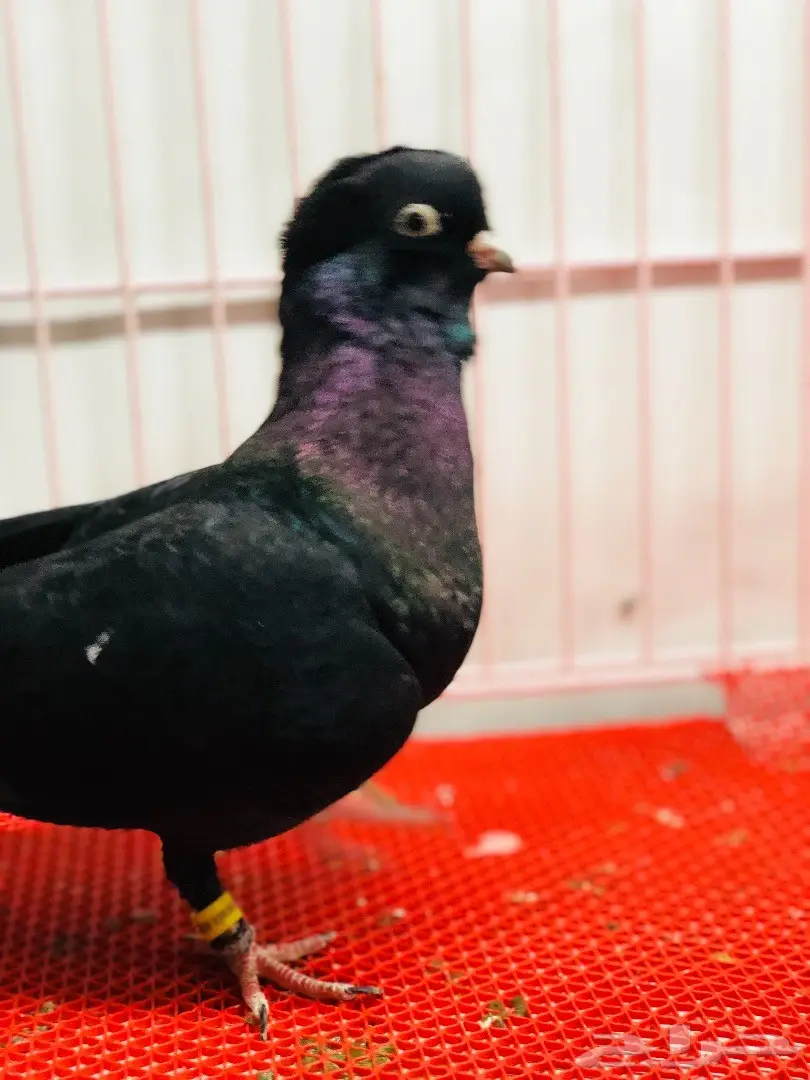 جوز معااابيد نوادر للبيع  (image 3)