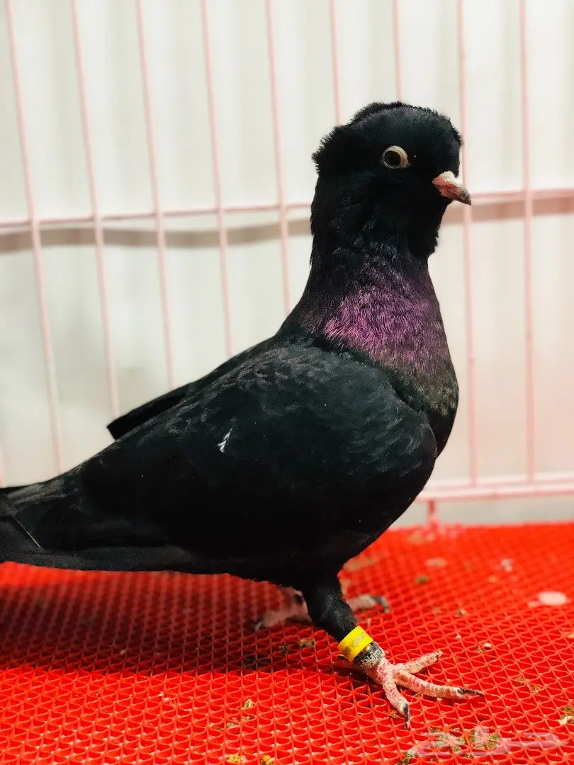 جوز معااابيد نوادر للبيع  (image 4)