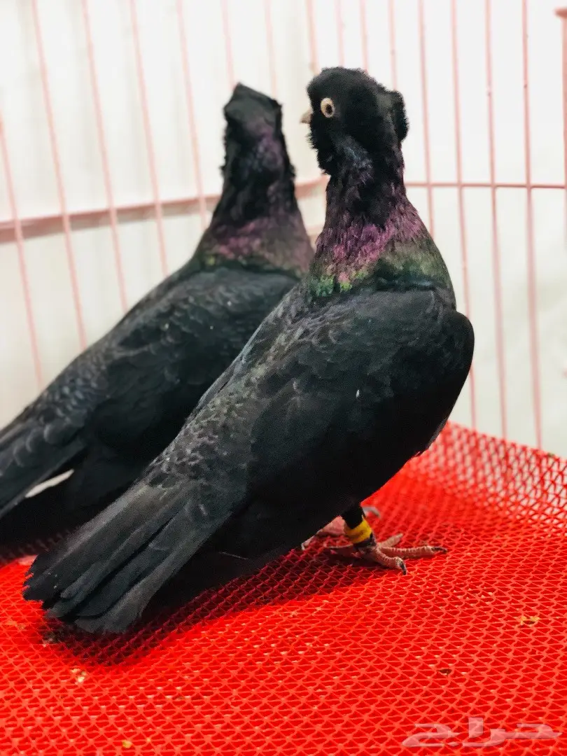 جوز معااابيد نوادر للبيع  (image 6)