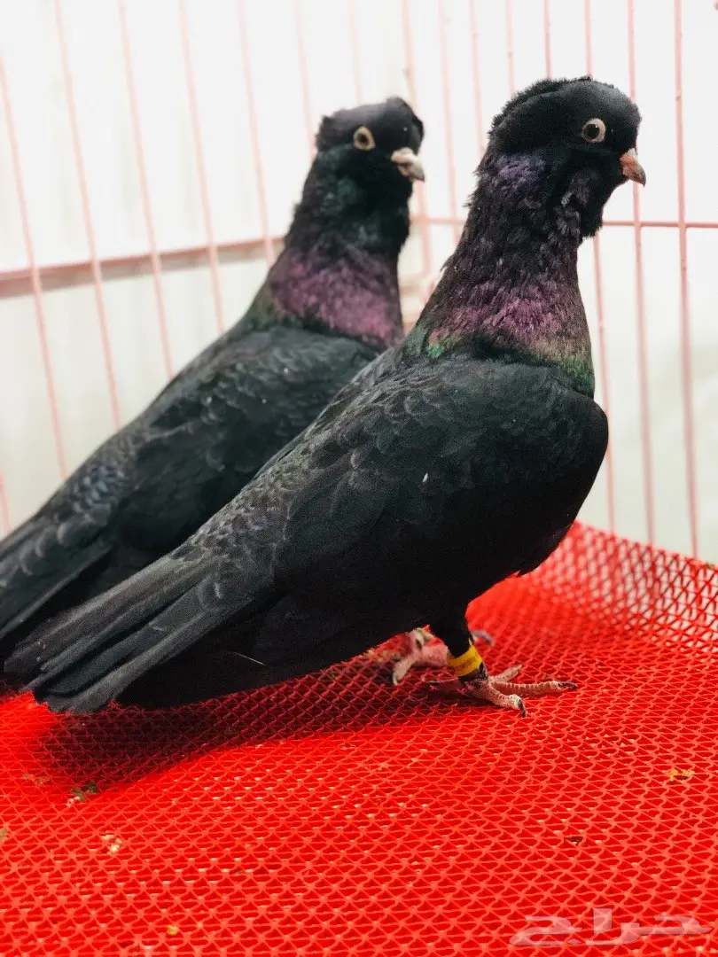 جوز معااابيد نوادر للبيع  (image 7)