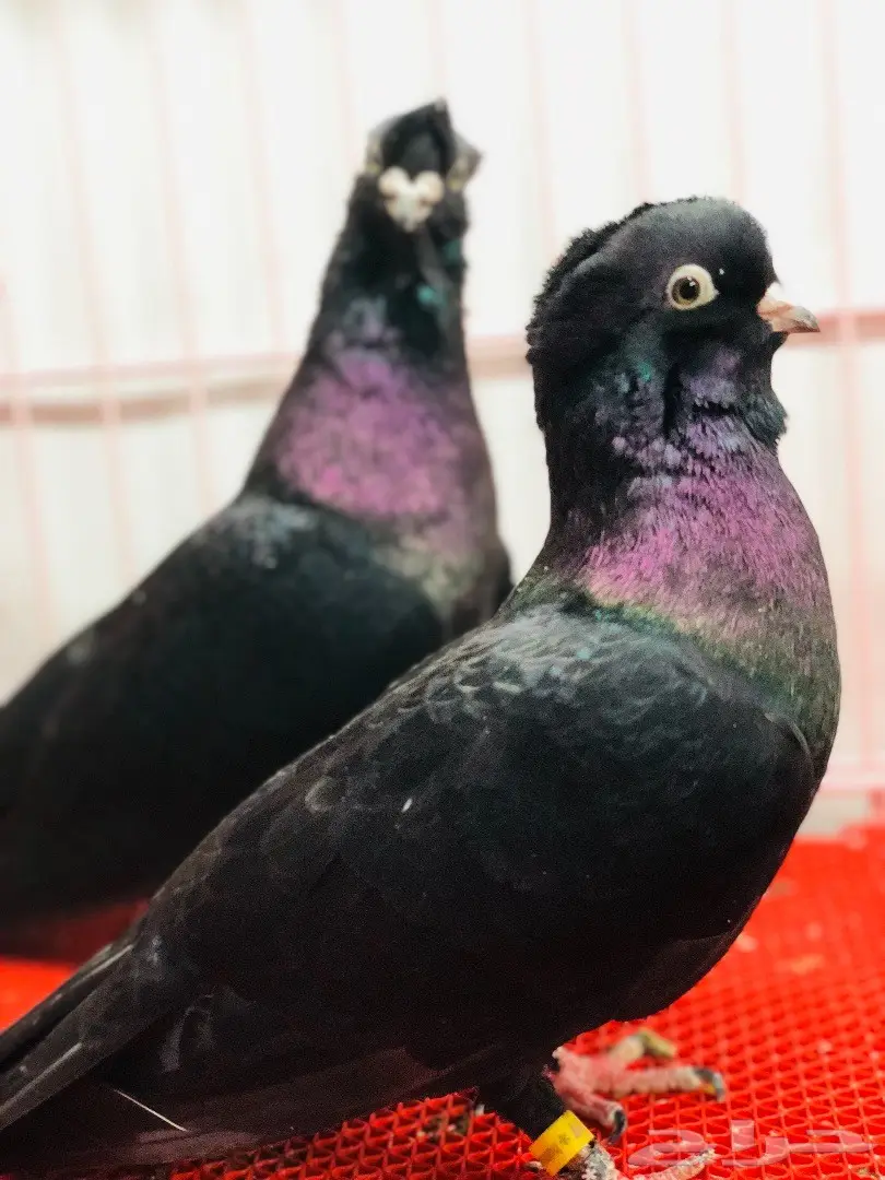 جوز معااابيد نوادر للبيع  (image 9)