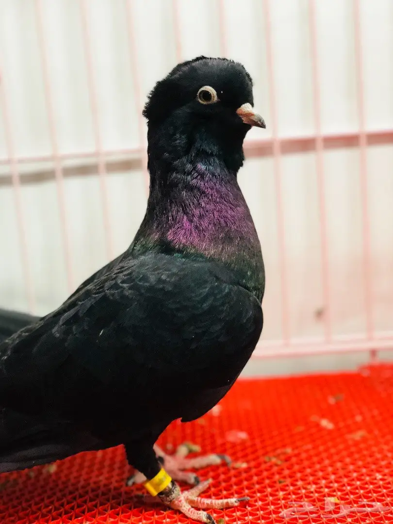 جوز معااابيد نوادر للبيع  (image 11)