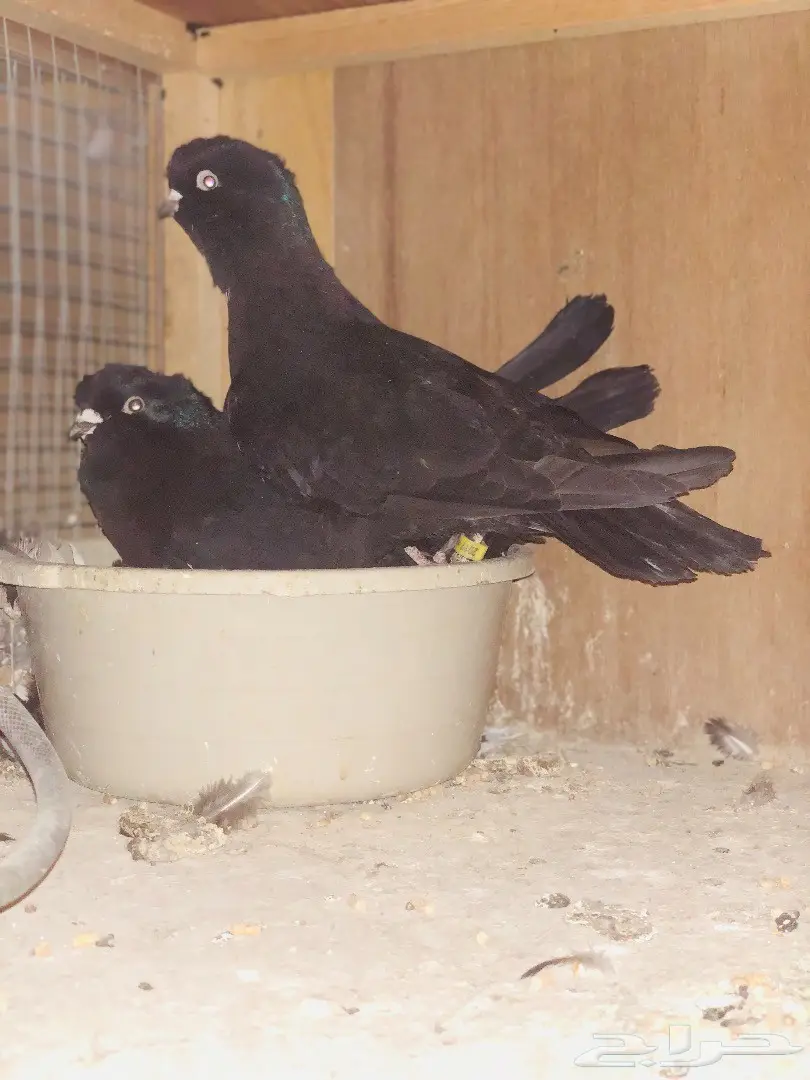 جوز معااابيد نوادر للبيع  (image 13)