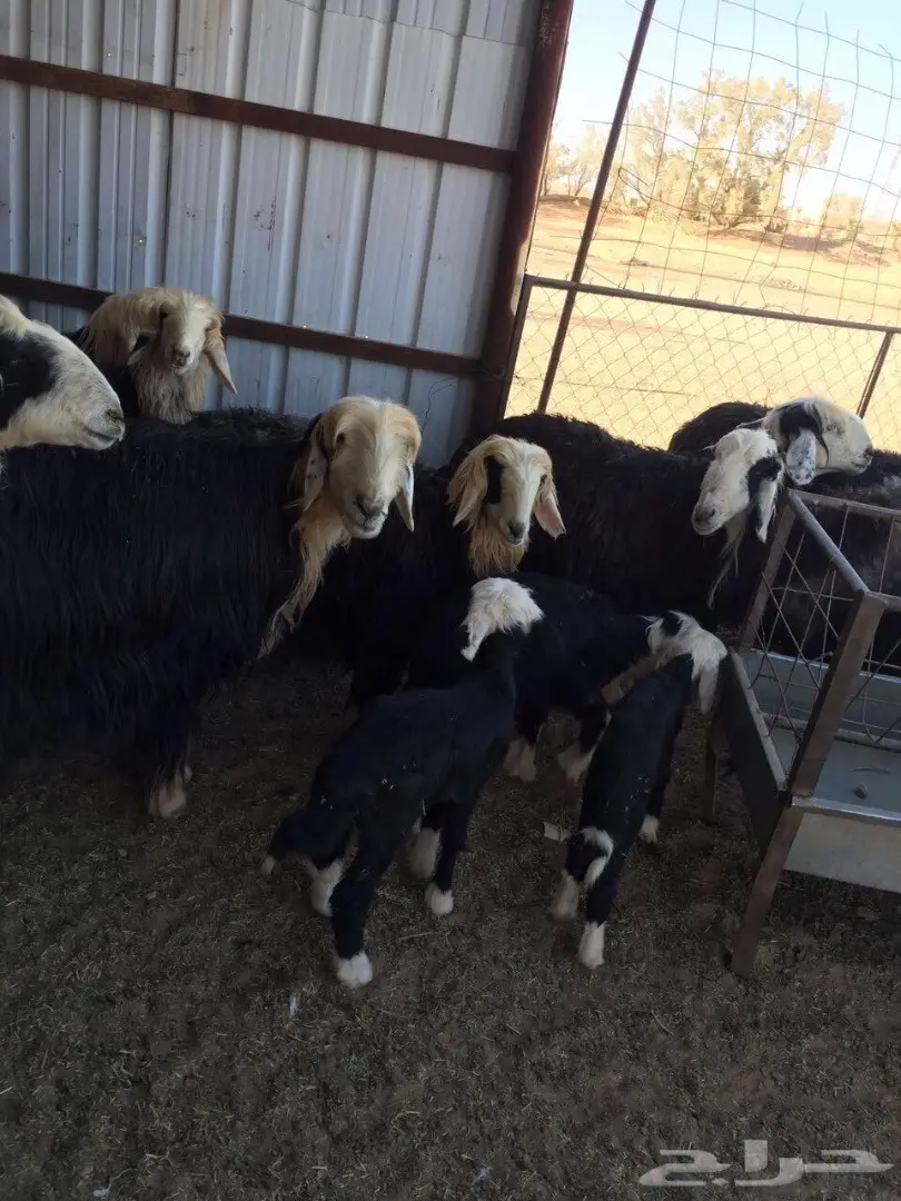 للبيع غنم نجد مراح ومعها فحول اثنين