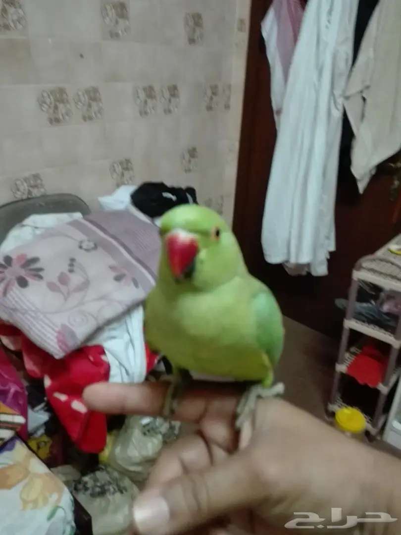 دره حمامة (image 1)