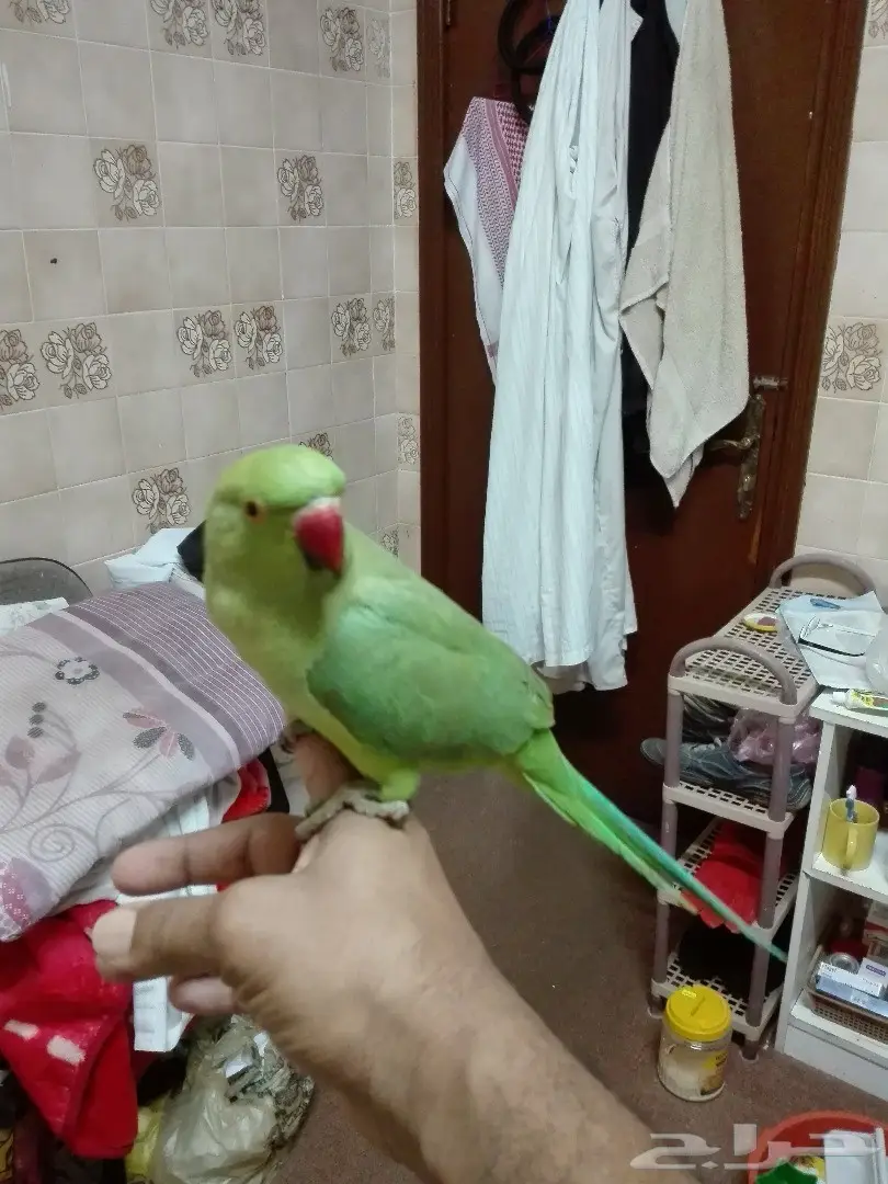 دره حمامة (image 2)