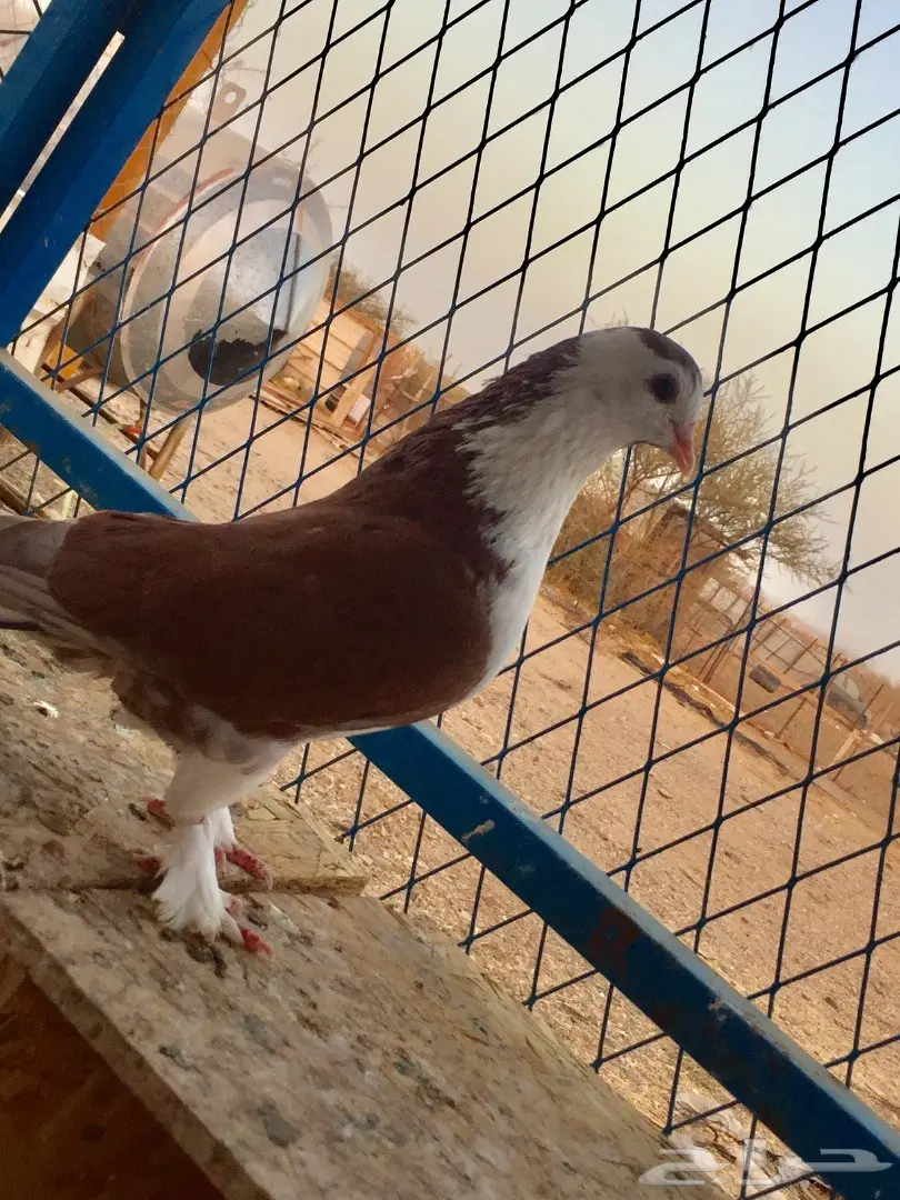 شيرازي - كنق  (image 3)