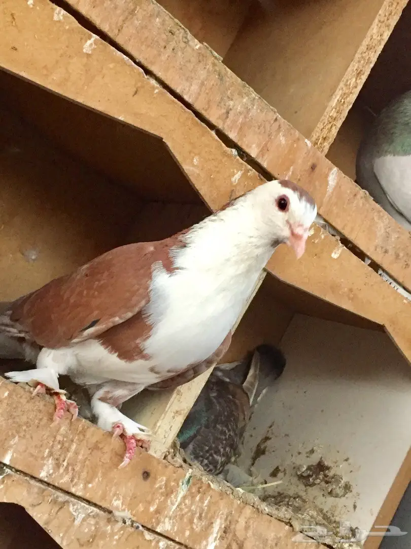 شيرازي - كنق  (image 4)