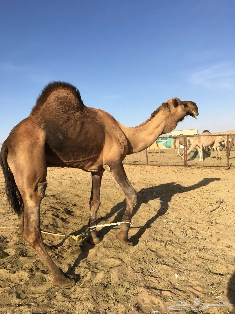 للبيع فحل احمر مجاهيم كفو  (image 1)