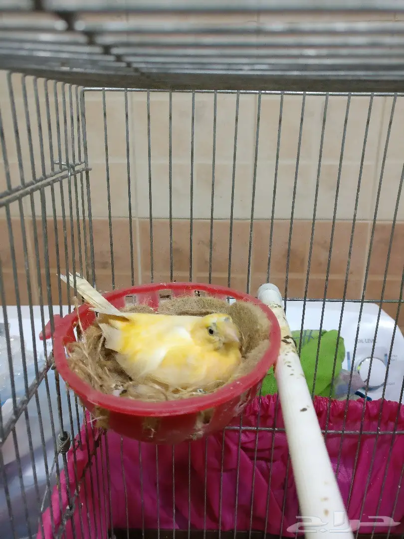 للبيع نفية كناري مع ثلاث بيضات عقدين