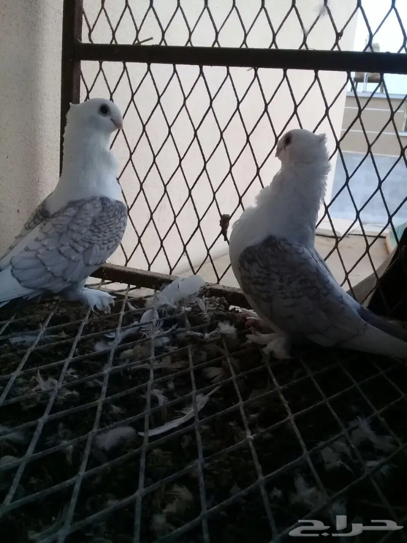 رومانيات واتراك 