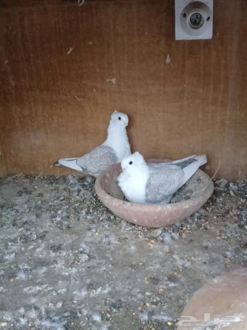 رومانيات واتراك  (image 1)