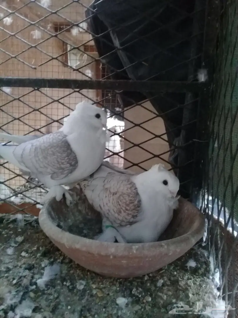 رومانيات واتراك  (image 2)