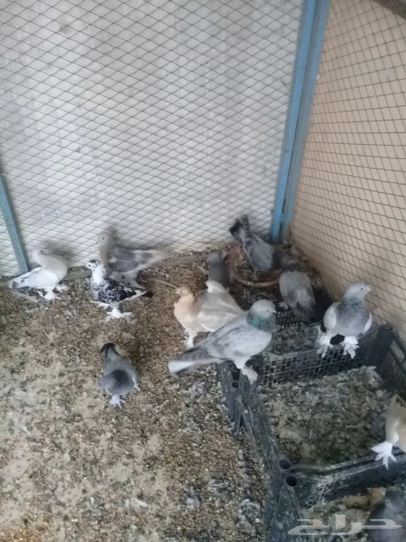 رومانيات واتراك  (image 3)