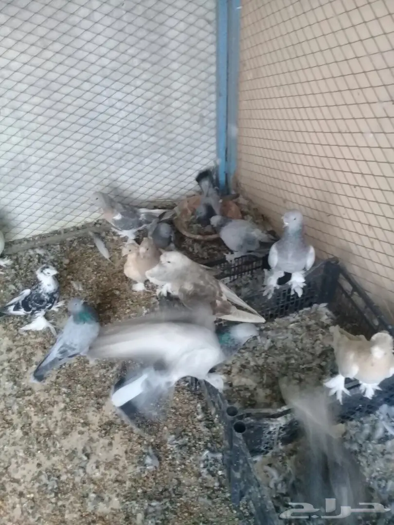 رومانيات واتراك  (image 4)