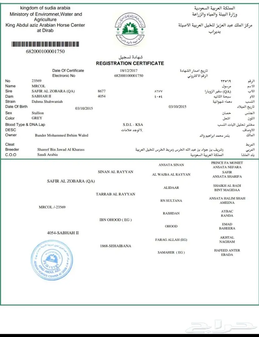 حصان عربي  (image 1)