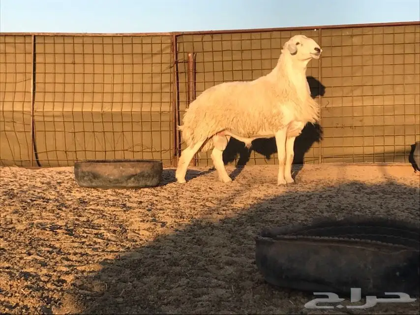 فحل حري صنف جرم ناهي وارتفاع فحل منتج