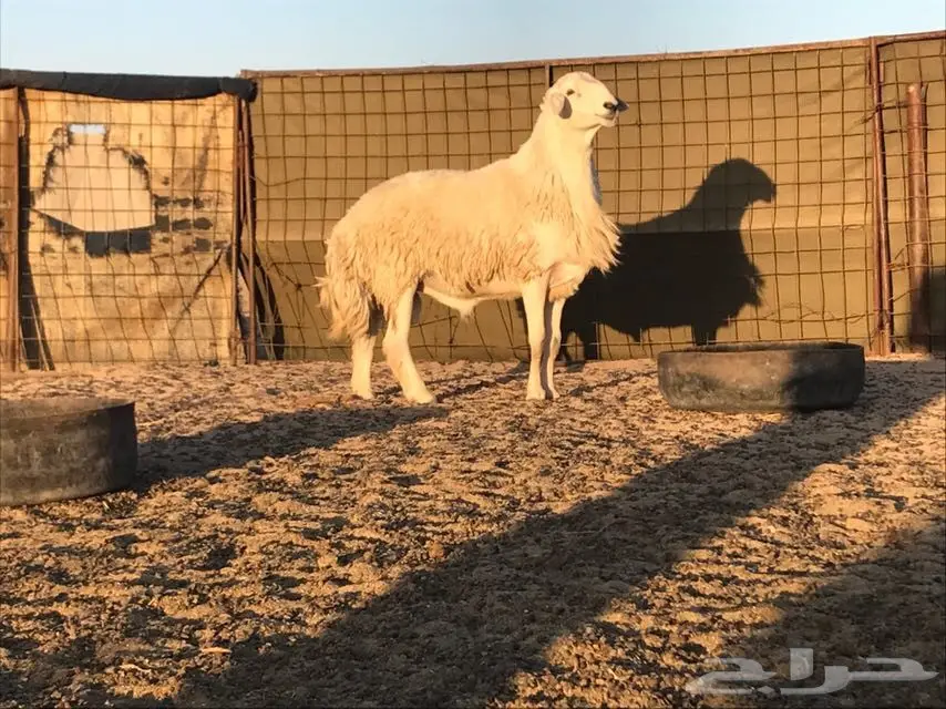 فحل حري صنف جرم ناهي وارتفاع فحل منتج (image 1)