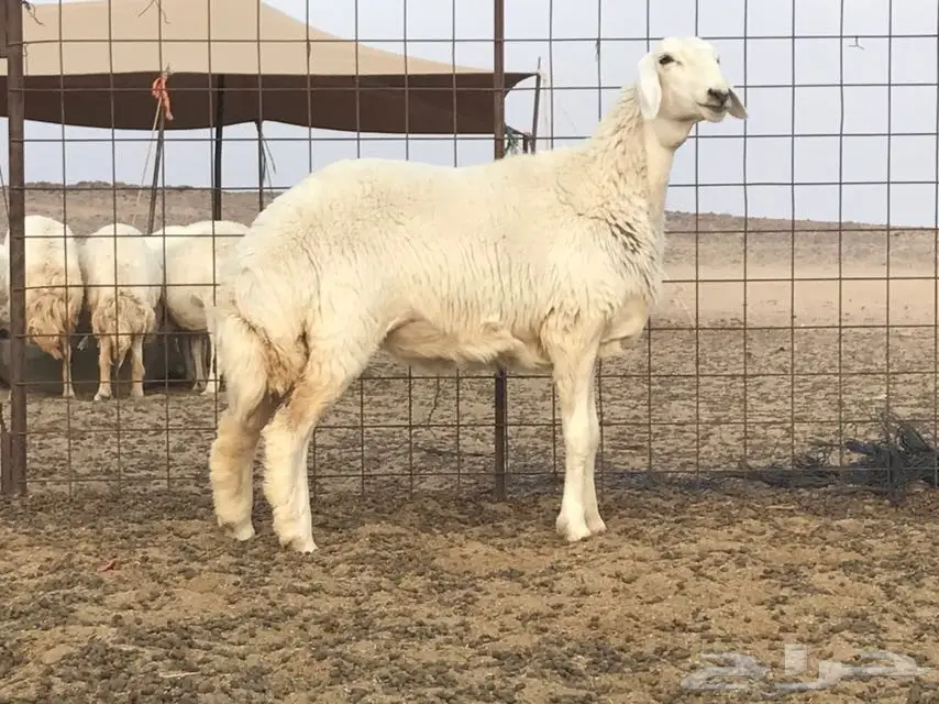 فحل حري صنف جرم ناهي وارتفاع فحل منتج (image 2)