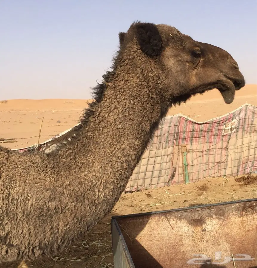 انياق (image 2)