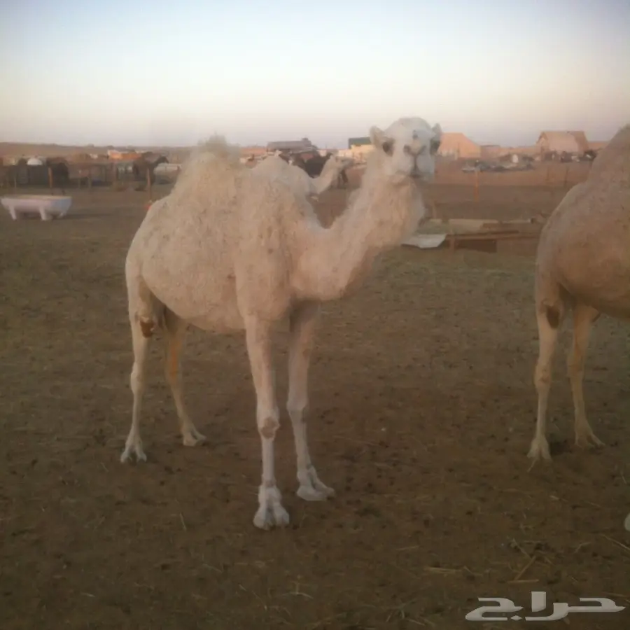 لقحه وضحاء بكر (image 1)