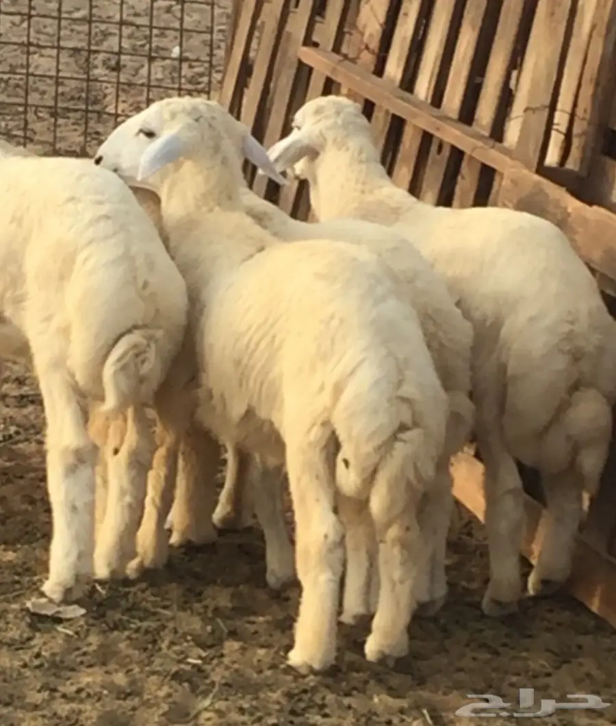 طليان حريه مع الذبح والتوصيل (image 3)