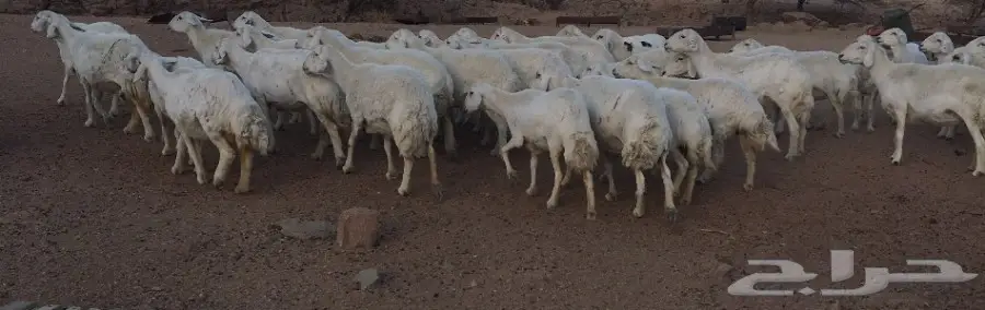 غنم العدد 45 (image 4)