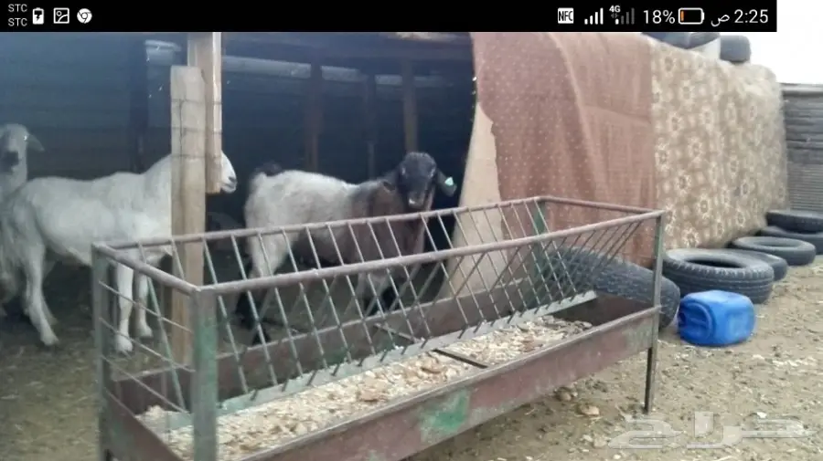 تيس سوري صنف لهوات السوري  (image 1)