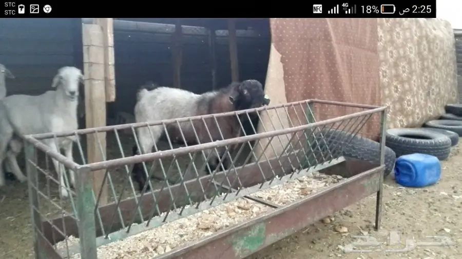 تيس سوري صنف لهوات السوري  (image 5)