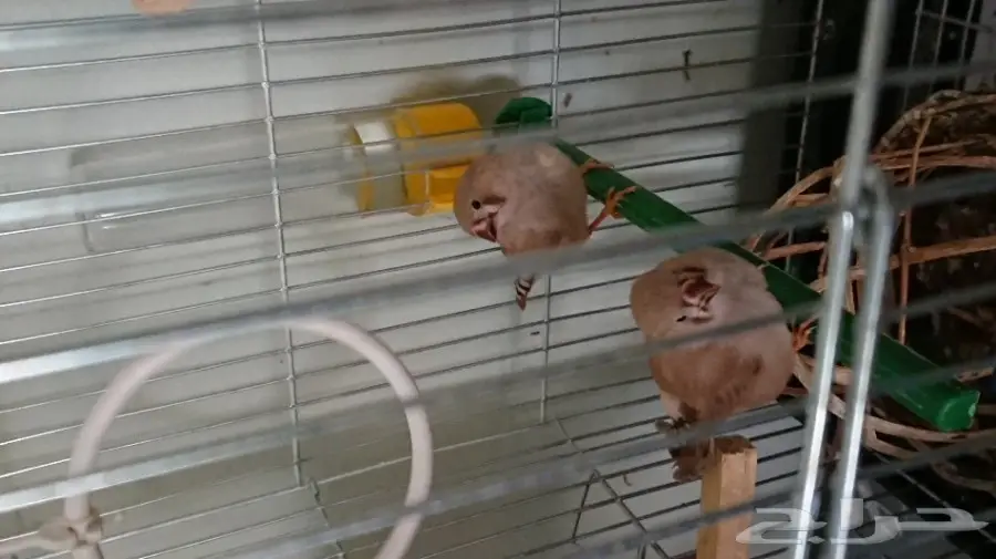 ذكرين و فرخين طيور زيبرا فينش (image 6)