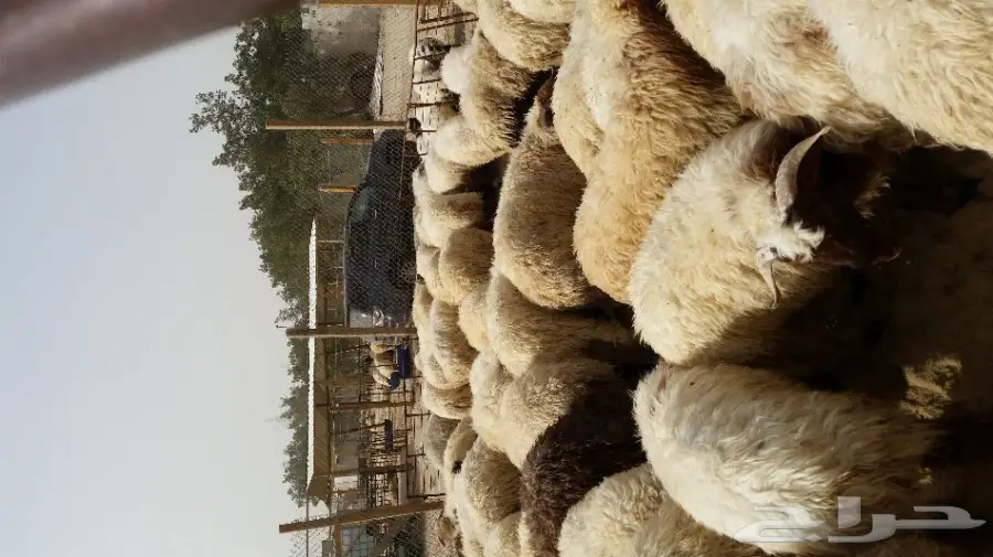 جذعان اللبيع فل شحم 