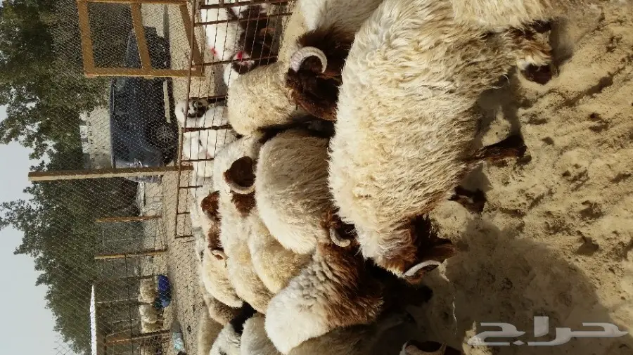 جذعان اللبيع فل شحم  (image 1)