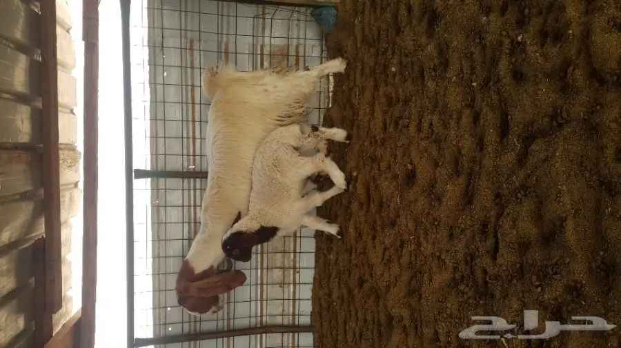 معزا طيبة للبيع (image 3)