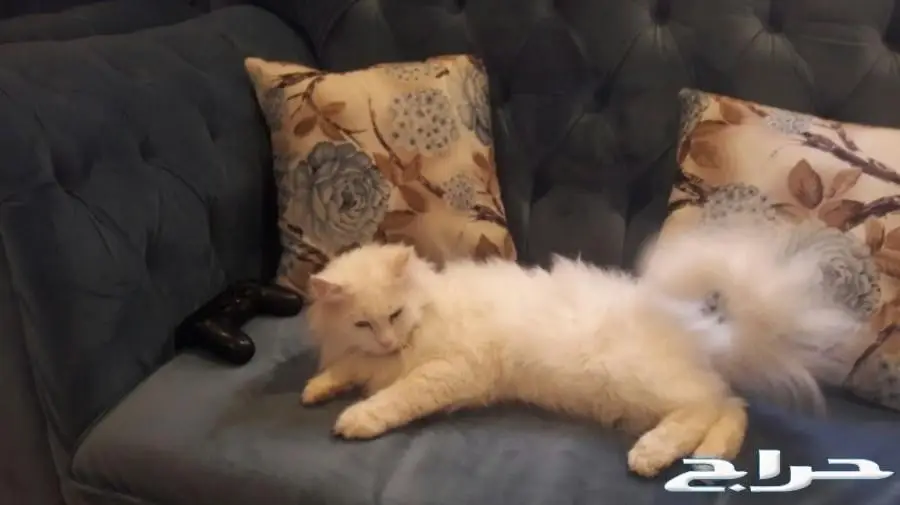 تزاوج قطط تلقيح قطط 