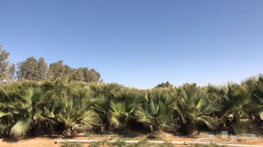 نخل واشنطن امريكي  (image 1)