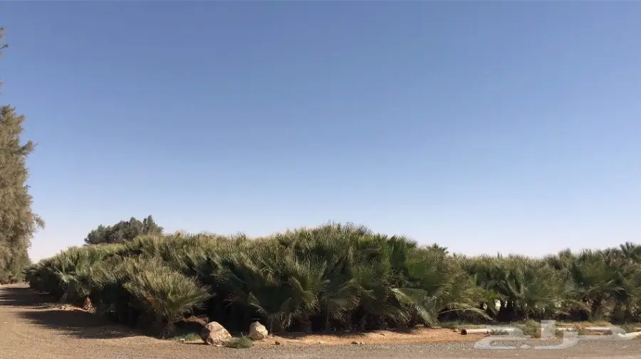 نخل واشنطن امريكي  (image 2)